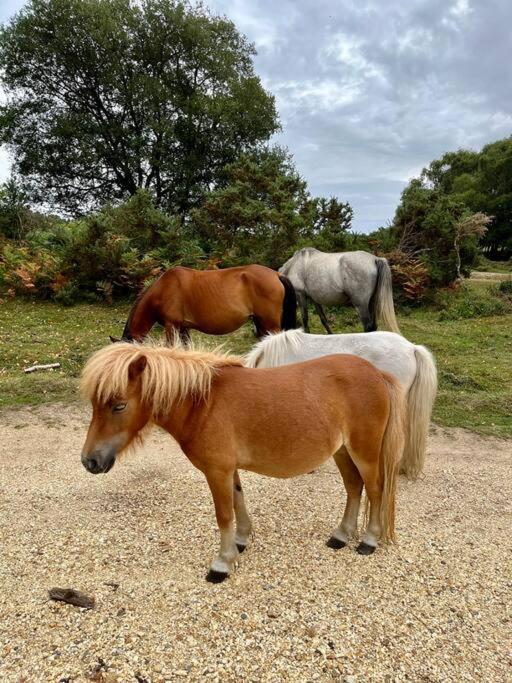 Beach Home With Garden, Close To New Forest Bornemouth Extérieur photo